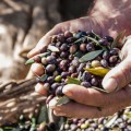 ABEA  EVOO Minoan 5L Season sale BB.08.2025