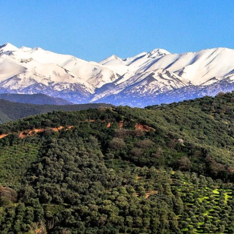 ABEA EVOO Minoan 3L – image 3