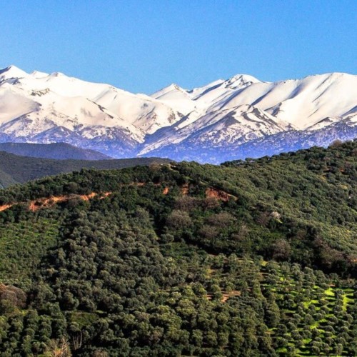 ABEA EVOO Tsounati 1L – image 3