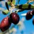 ABEA Evoo 500ml BIO – image 2