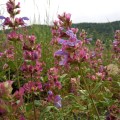 Tofillo Sage from Crete 45g ORGANIC (doypack)