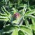 Tofillo Sage from Crete 45g ORGANIC (doypack) – image 4