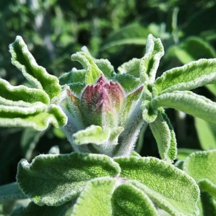 Tofillo Sage from Crete 45g ORGANIC (doypack) – image 4