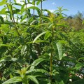 Tofillo Lemon Verbena from Crete 15g ORGANIC