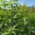 Tofillo Lemon Verbena from Crete 15g ORGANIC – image 3