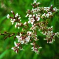 Tofillo Lemon Verbena from Crete 15g ORGANIC