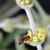Tofillo: Malotira from Crete 30g ORGANIC – image 3