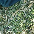 Atsas extra virgin olive oil food supplement edition 15x5 ml ORGANIC (NMR: Total 2166 mg/kg, Index D1 1756 mg/kg)