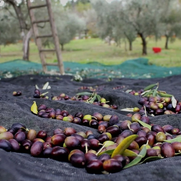 Mitira extra virgin olive oil P.G.I. Lesvos (Lesbos) 250ml ORGANIC – image 4