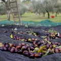 Mitira extra virgin olive oil P.G.I. Lesvos (Lesbos) 1L ORGANIC