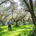 Wild Groves extra virgin olive oil Foxy C.O.O.C. California (USA) 750ml (HPLC 1030 mg/kg)