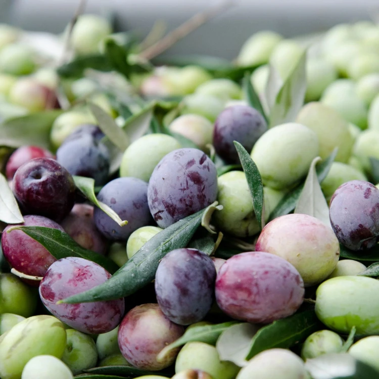 Wild Groves extra virgin olive oil Foxy C.O.O.C. California (USA) 750ml (HPLC 1030 mg/kg) – image 12
