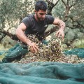 Anoskeli extra virgin olive oil P.D.O. Kolymvari 500ml