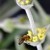 Madara by Tofillo – natural herbal blends from Crete for fish, 35g – image 6