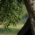 8K Ultra Premium Organic Extra Virgin Olive Oil 500ml – End-of-season sale. Best before 09/2026