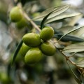 Manaki Extra Virgin Olive Oil from Corinth, 500ml, Organic