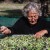 Efkrato Premium Extra Virgin Olive Oil, Early Harvest Tsounati, 250ml, Organic – image 7