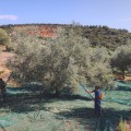 Olive Poem Drop of Art ultra-premium extra virgin early harvest olive oil 500ml Organic (NMR: Total 2189 mg/kg, D1 Index 1497 mg/kg) – Sold out for the season