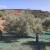 Olive Poem Drop of Art ultra-premium extra virgin early harvest olive oil 500ml Organic – Sold out for the season – image 10
