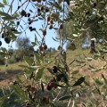 Olive Poem Drop of Art ultra-premium extra virgin early harvest olive oil 500ml Organic (NMR: Total 2189 mg/kg, D1 Index 1497 mg/kg) – Sold out for the season