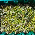 Olive Poem Drop of Art ultra-premium extra virgin early harvest olive oil 500ml Organic (NMR: Total 2189 mg/kg, D1 Index 1497 mg/kg) – Sold out for the season