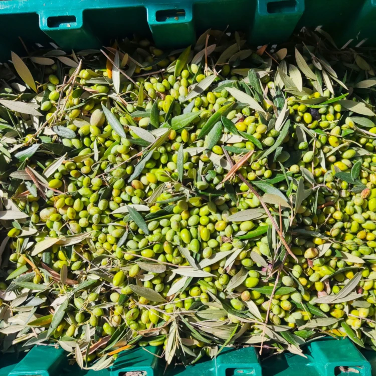 Olive Poem Drop of Art ultra-premium extra virgin early harvest olive oil 500ml Organic – Sold out for the season – image 14