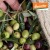 Epikouros Kalamata extra virgin olive oil 500ml, Demeter certified organic – image 3