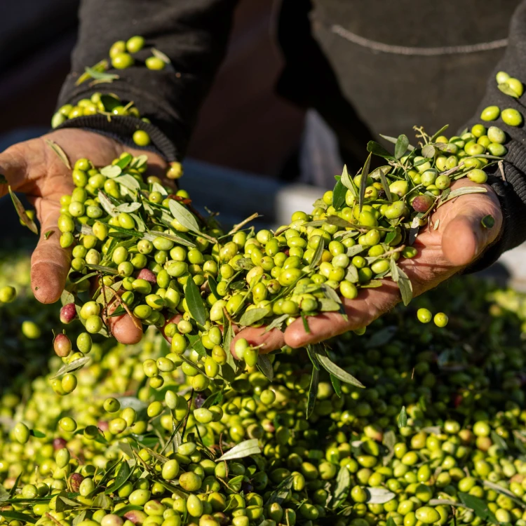 8K Athinolia Monovarietal ultra-premium extra virgin early-harvest olive oil, 500ml – image 10