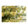 Greco mountain sage (Sideritis raeseri) 40g from organic cultivation