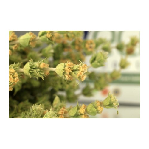 Greco mountain sage (Sideritis raeseri) 40g from organic cultivation – image 3