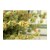 Greco mountain sage (Sideritis raeseri) 40g from organic cultivation – image 3