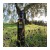 Greco EVOO 500ml BIO – image 2