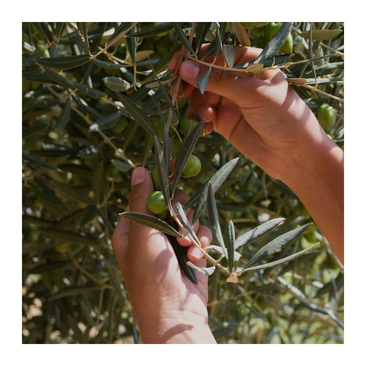 Greco EVOO 500ml BIO – image 4