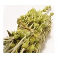 Greco mountain sage (Sideritis scardica) 40g from organic cultivation