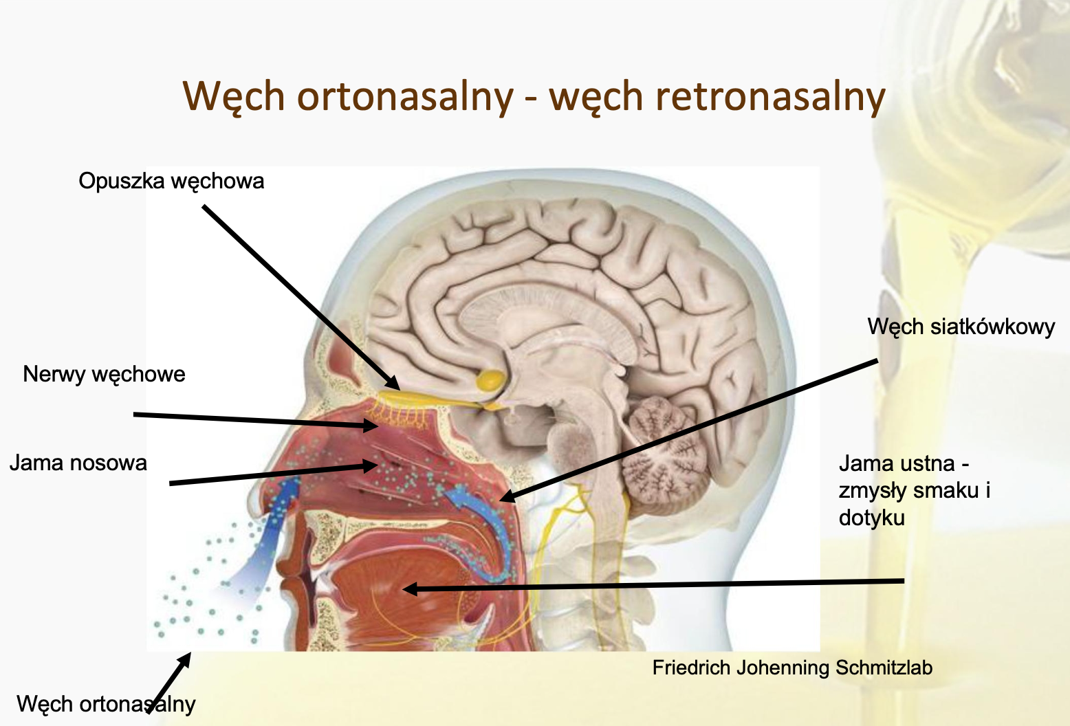 Diagram of orthonasal and retronasal smell